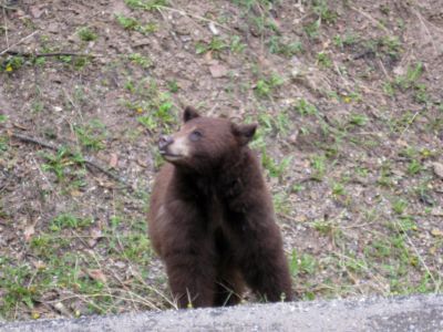 Grizzly
The bear, we were told it was a young Grizzly. was on Mt. Norquay above Banff, Alberta, Canada

It was eating grass right outside the car window. Never took the car out of gear. :)
