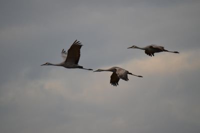 Cleared To Land
Sandhill Cranes on short final approach to Hiwassee National Wildlife Refuge near Cleveland, TN.
