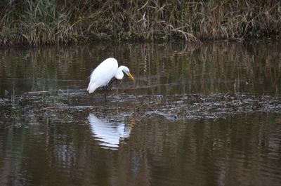 GREAT EGRET
Found this long legged critter fishing at Madamausquette National Wildlife Refuge in North Carolina.

