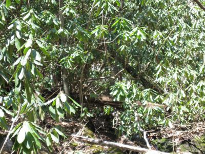 Just laurels!
If I get out of here I'll never come back.
