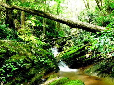 Framed
Like most mountain streams Spruce Thicket is susceptible to trees falling in the creek, but this one makes a niece frame for the cascade.
