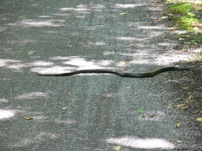 Slim
I brake for snakes.

Being of the Masonic order, I wanted to shake hands with Slim but, he has no hands.
