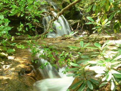 Through The Laurels
Upper Blue Hole through the laurel bushes that surround it.
