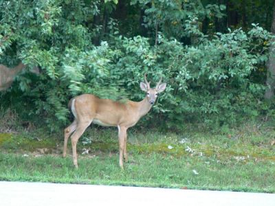 Rock Island Park Buck
When you visit Rock Island State Park, TN. drive slowly at night or you just may get a closer look at Buck Snort, pictured here, than you would like.
