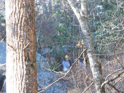 Almost Top
If one looks very carefully there is another top part of Toms Creek Falls in thelaurel bushes.

This makes Toms Creek Falls measure more than 100 ft tall.

