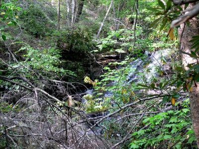 Brush
I will try for something better in the Fall after the leaves but, this falls is about 10 ft. high.

Could not get a clean shot to measure with the laser.
