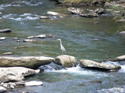 Great Blue Heron
This guy may qualify as a crew member. Met up with him on a bike trip to Guest River Gorge Railtrail.
