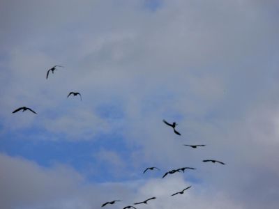 Show Off Goose
There is one in every crowd! Look at the third goose from right.
