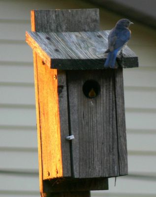 Singing The Blues
Look through the "door" of the Blue Bird House.
Can't quiet tell if that is Choir Practice or a Blues singer.
