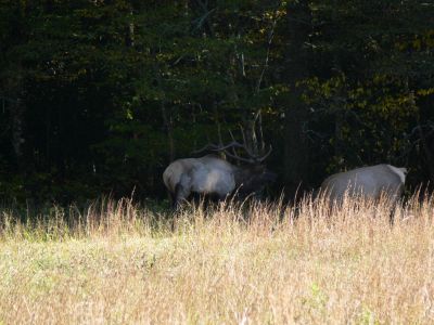 Tennessee Elk
Chattahoochee valley has a very successful transplanted herd of Elk. Be advised, these are WILD Elk. 

