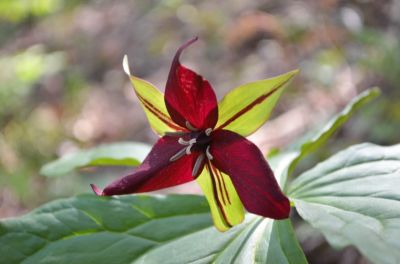 Promise Of Remewal
Out of the mud and rubble comes beautiful things.

As this Trillium blooms with the return of Spring, so will Buffalo Mountain Camp bloom.
